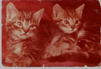 /album/fotogalerie-anna-jantar-a-ceska-republika/pohled-od-anny-kocicky-1str-jpg/